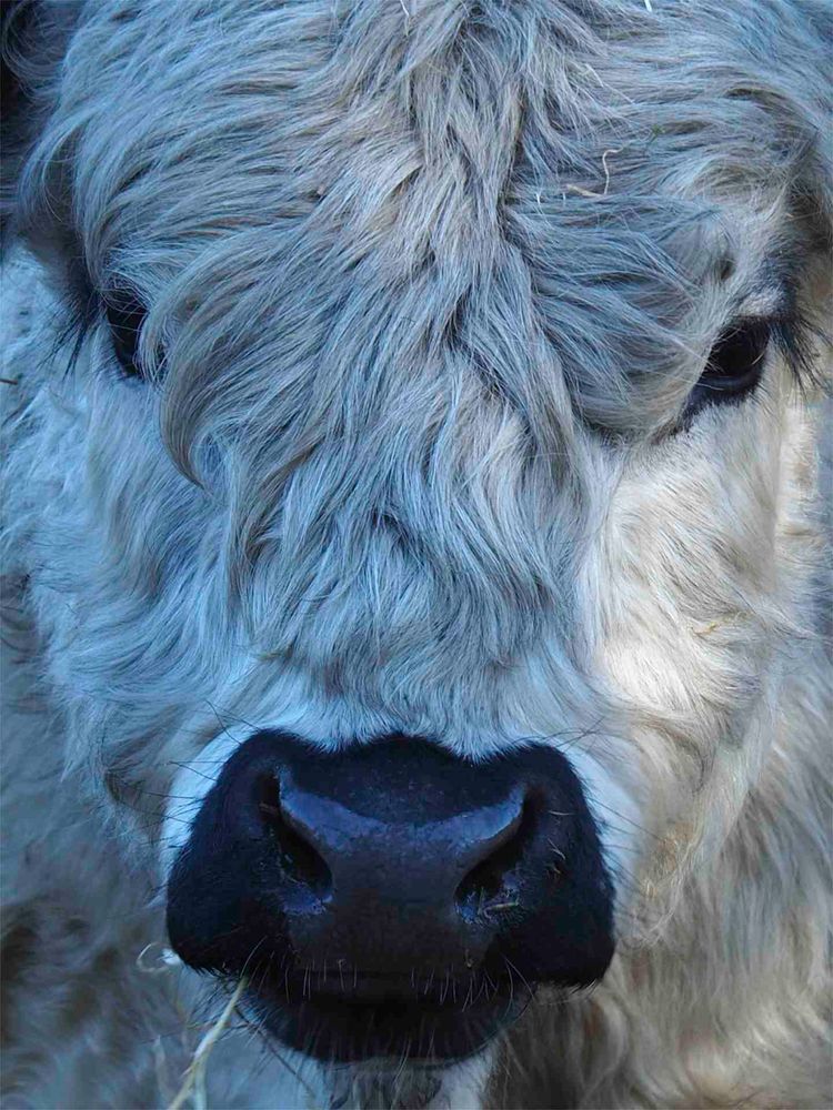 GALLOWAYPORTRAIT Foto & Bild tiere, tier und mensch, natur Bilder
