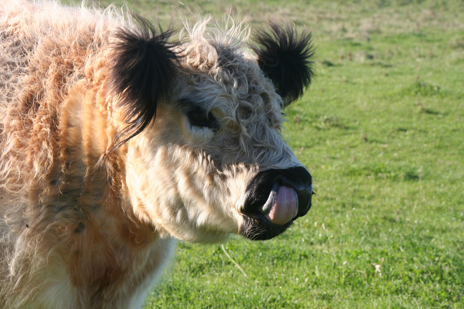 Galloway Rinder auf Helgoland - voll frech das Rindvieh - streckt mir die Zunge raus ! Foto ...