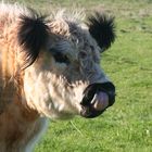 Galloway Rinder auf Helgoland - voll frech das Rindvieh - streckt mir die Zunge raus !