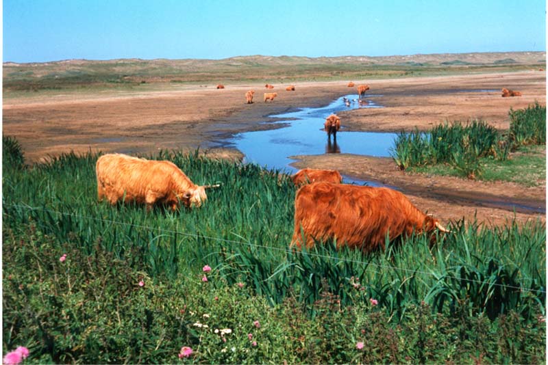 Galloways auf Texel