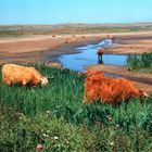 Galloways auf Texel