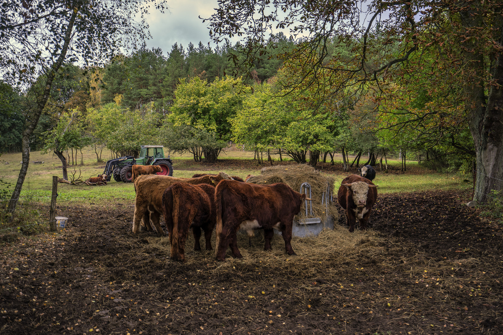 Galloways, bei Poratz in der Uckermark