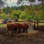 Galloways, bei Poratz in der Uckermark