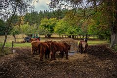 Galloways, bei Poratz in der Uckermark