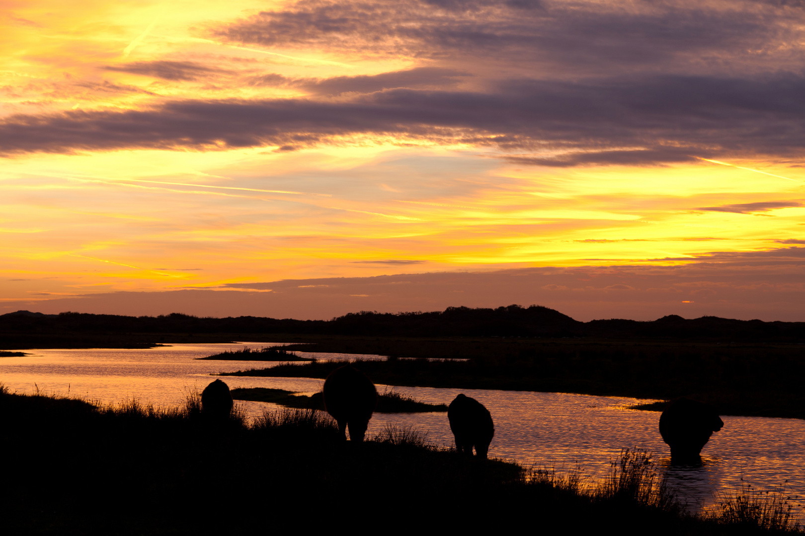 Galloways bei Sonnenuntergang in den Dünen auf Texel