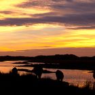 Galloways bei Sonnenuntergang in den Dünen auf Texel