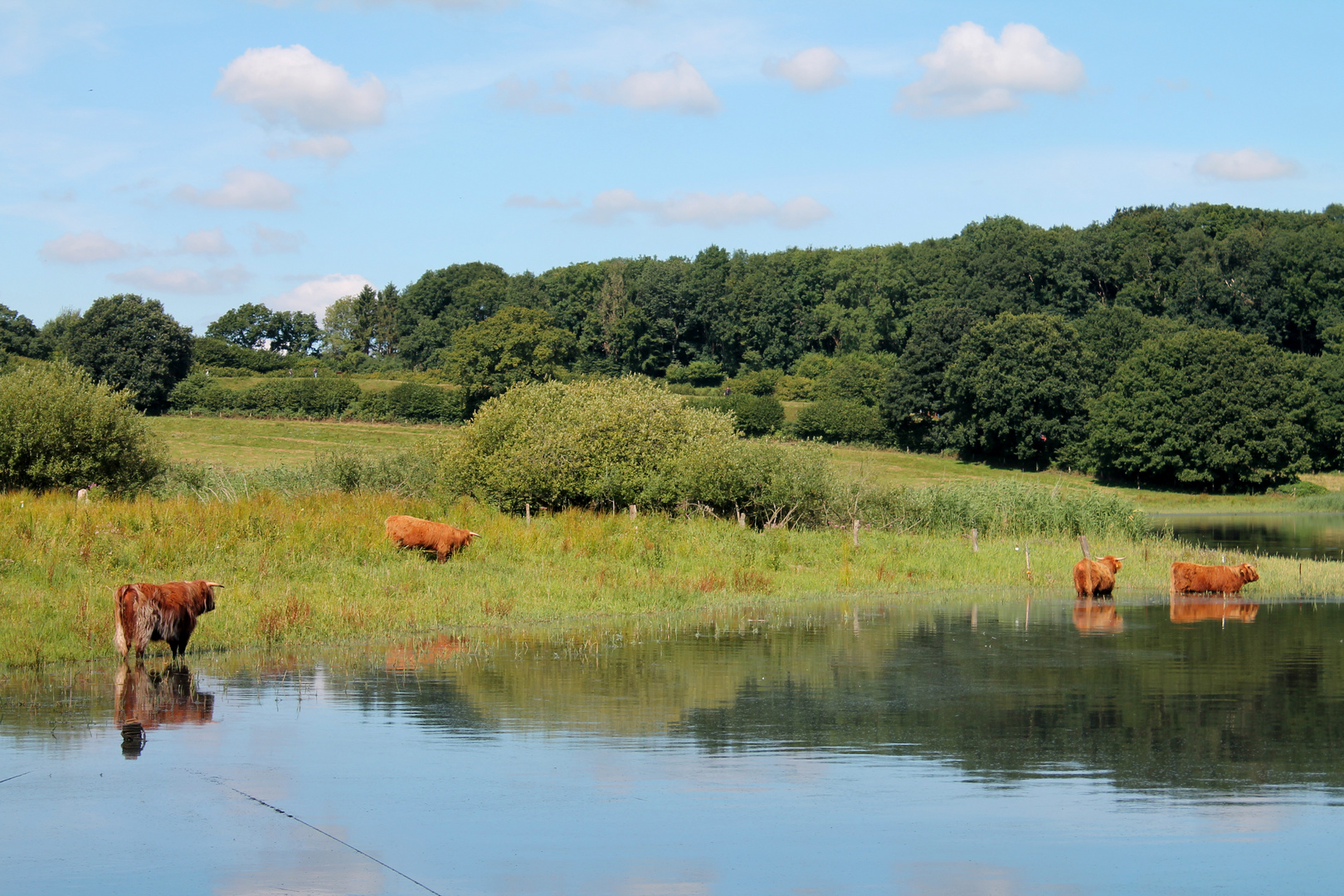 Galloways