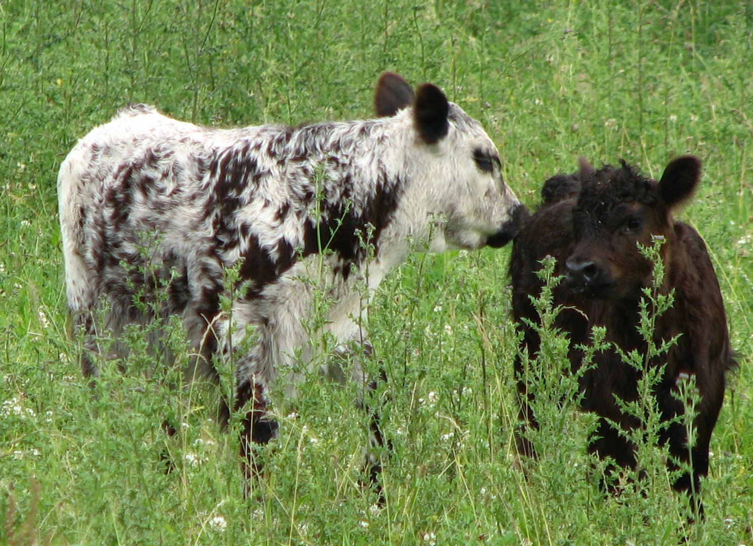 Galloways II