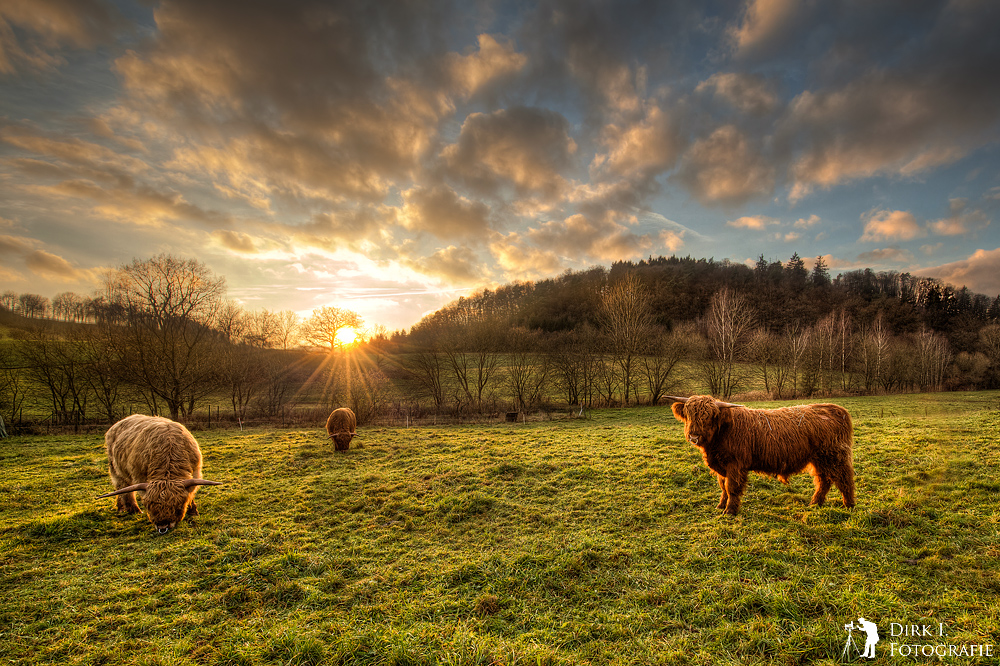 ***Galloway´s im Abendlicht***