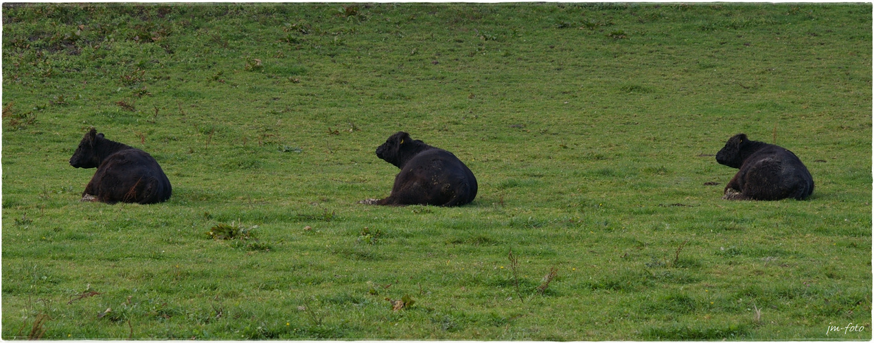 Galloways im Gleichklang