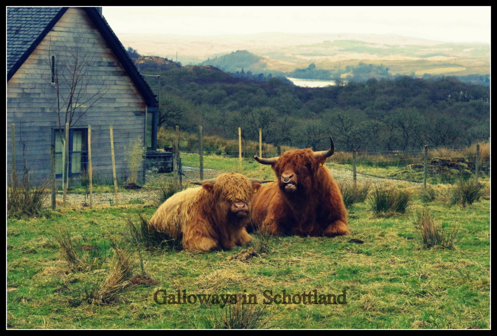Galloways in Schottland