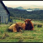 Galloways in Schottland