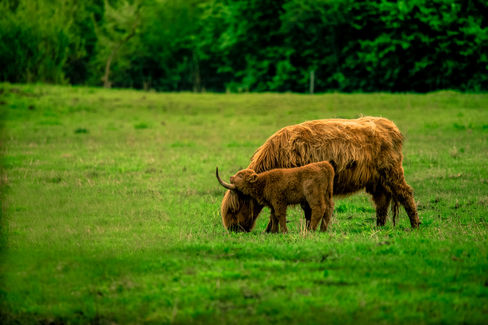 Galloways von Leipheimer Moos