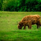 Galloways von Leipheimer Moos