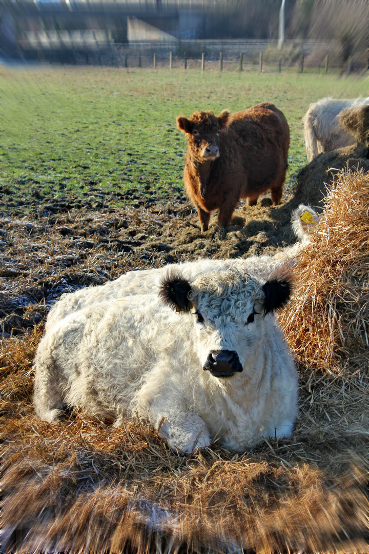 Galloways wie Schwestern