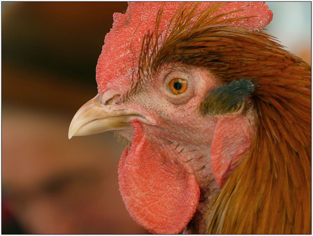 Gallus Foto & Bild tiere, haustiere, nutztiere Bilder auf