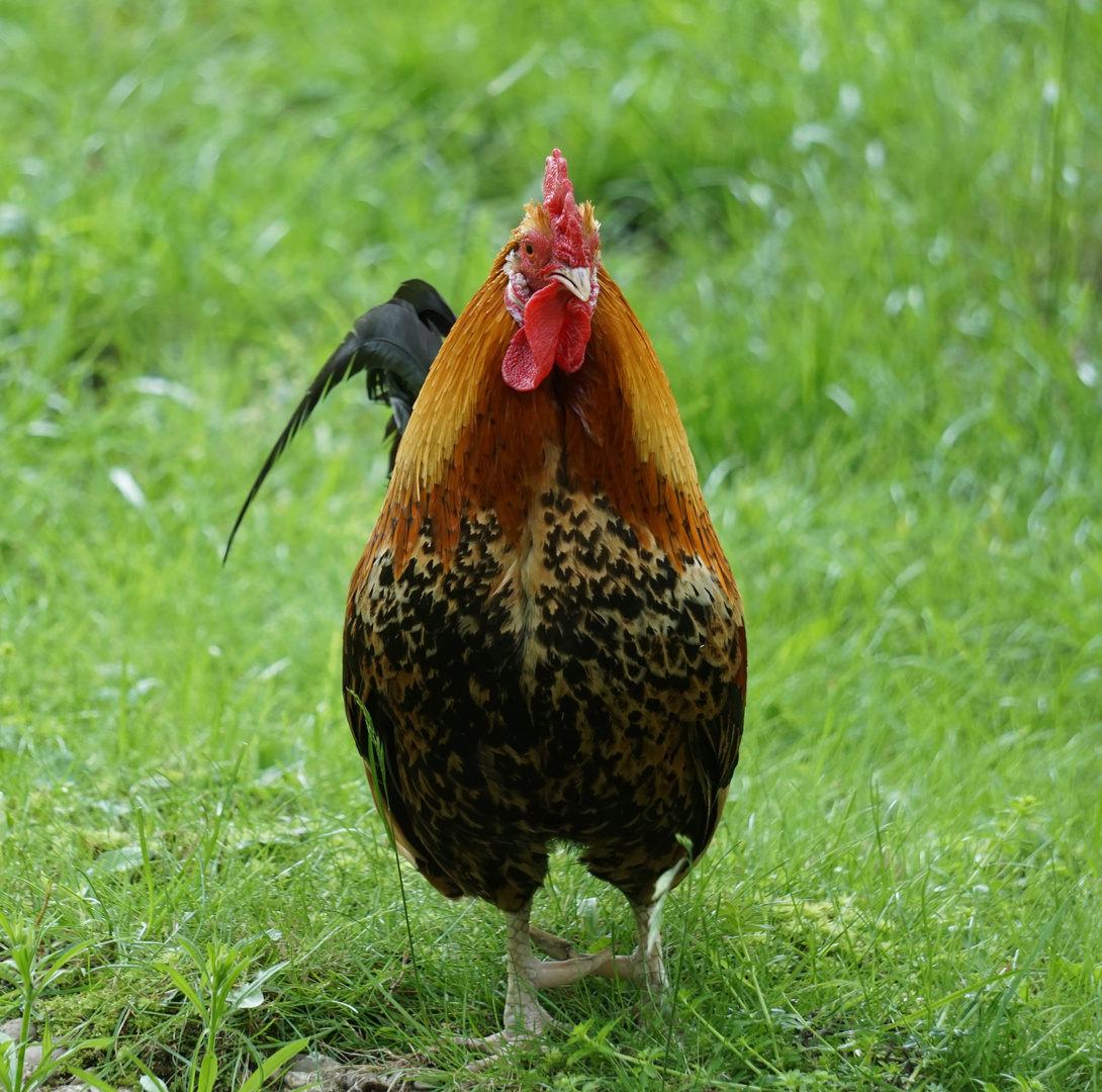 Gallus gallus domesticus