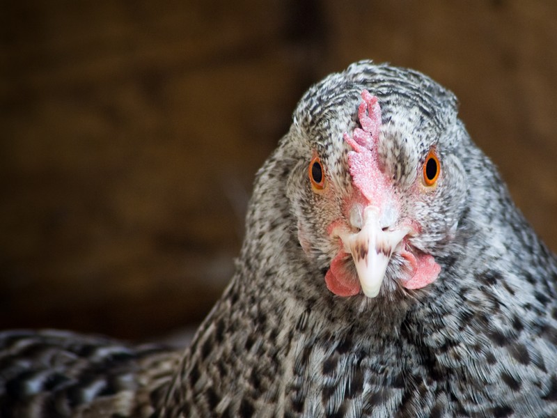 Gallus gallus domesticus