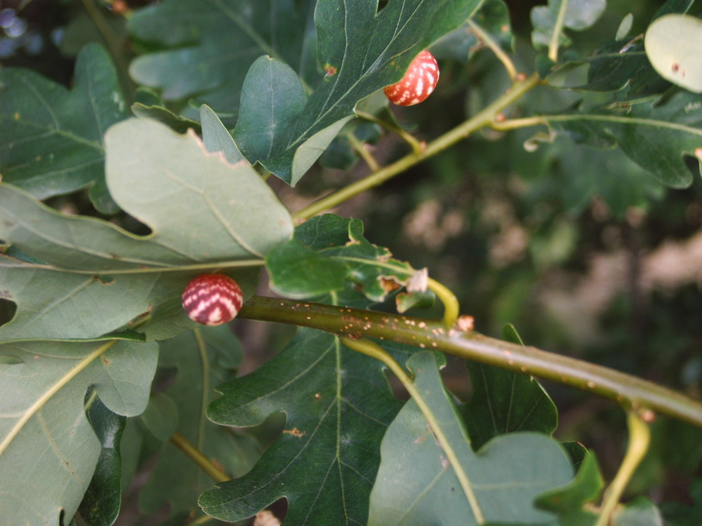 Gallwespen Foto & Bild archiv projekte naturchannel, naturprojekte