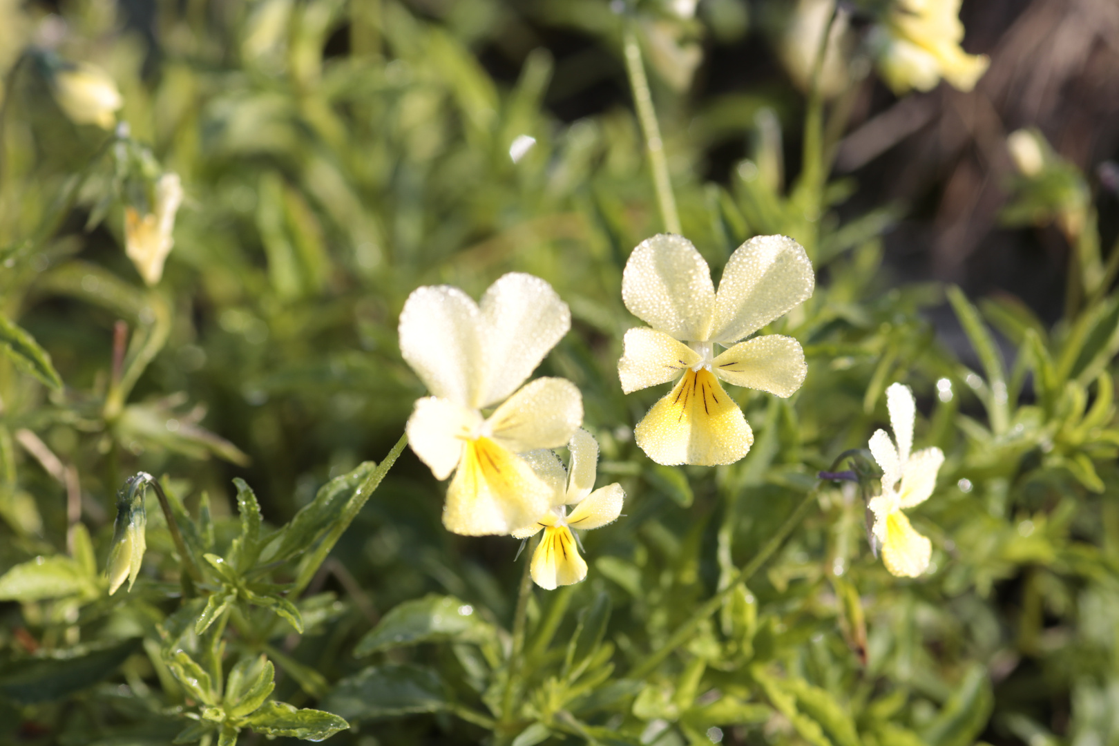 Galmei Blümchen