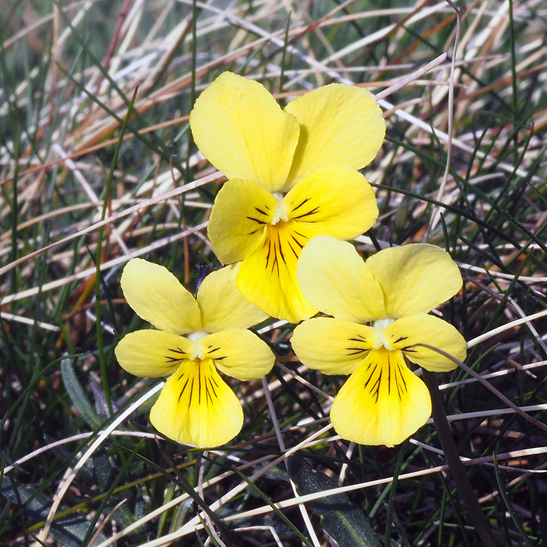 Galmei Veilchen ( Viola lutea ssp calaminaria)