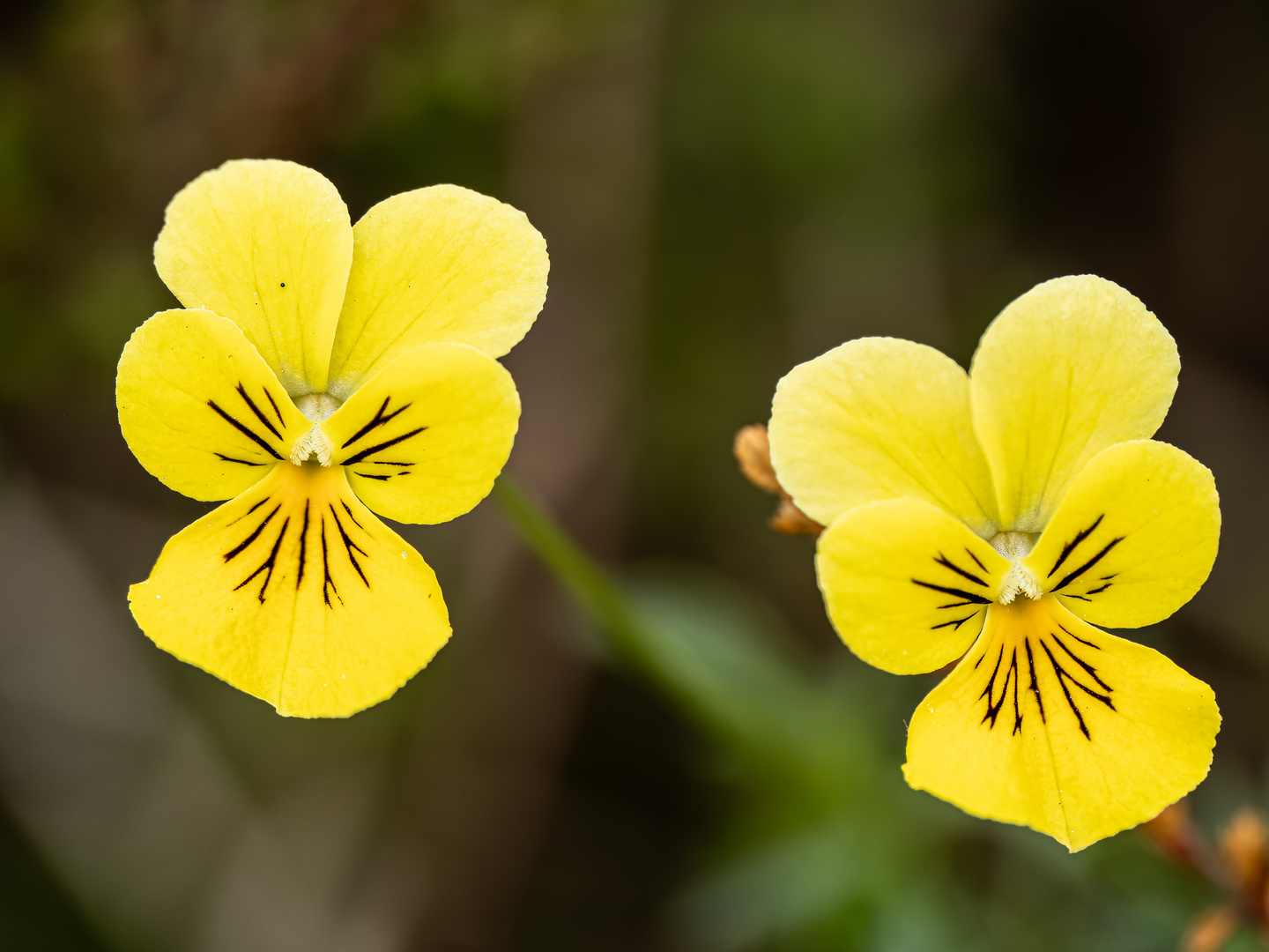 Galmeiveilchen (2 Mittwochsblümchen zum 9.8.2023)