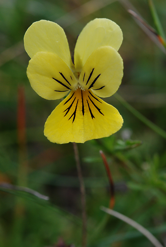 Galmeiveilchen ( Viola calaminaria )