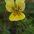 Galmeiveilchen ( Viola calaminaria )