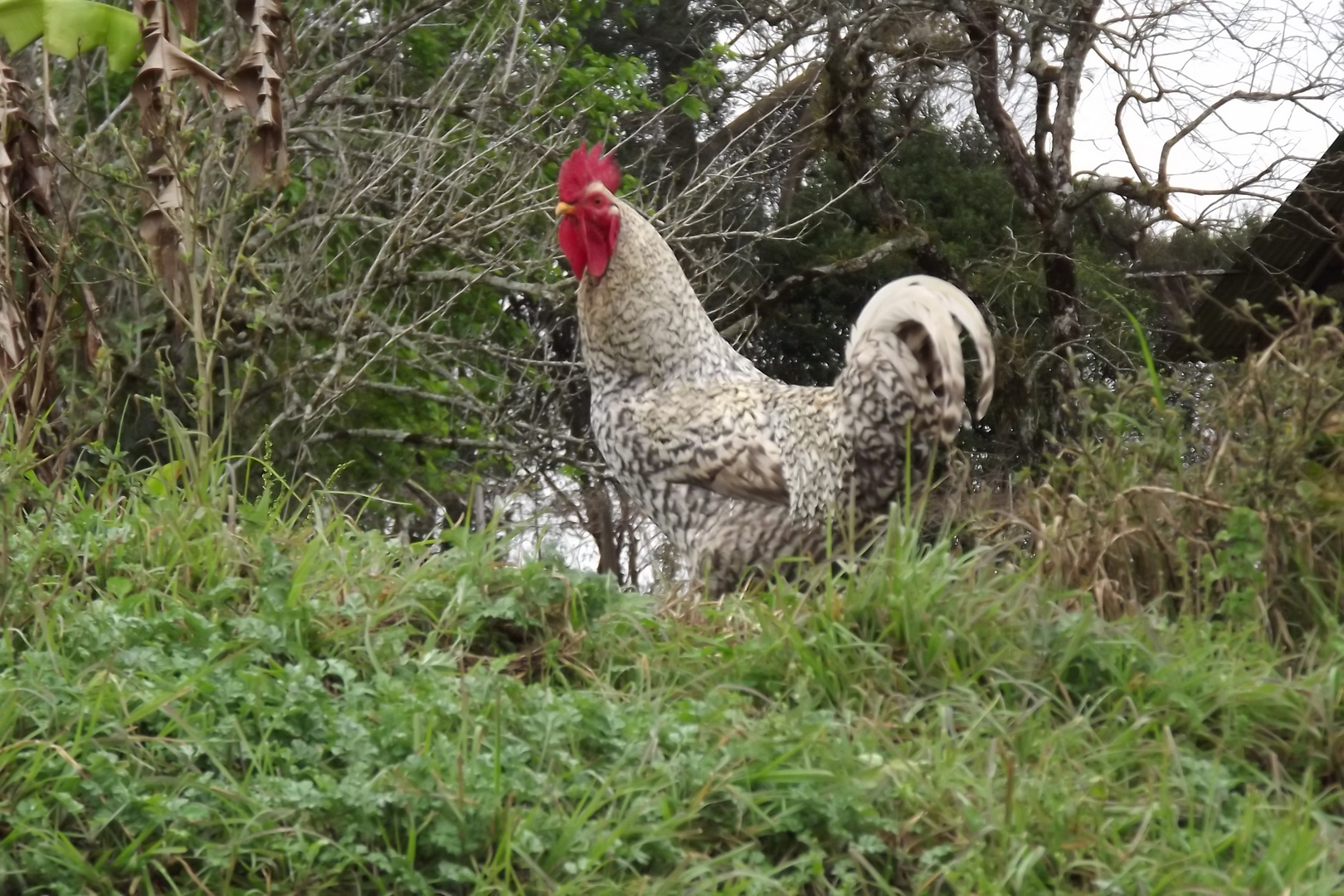 GALO DE TERREIRO