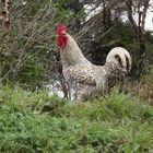 GALO DE TERREIRO