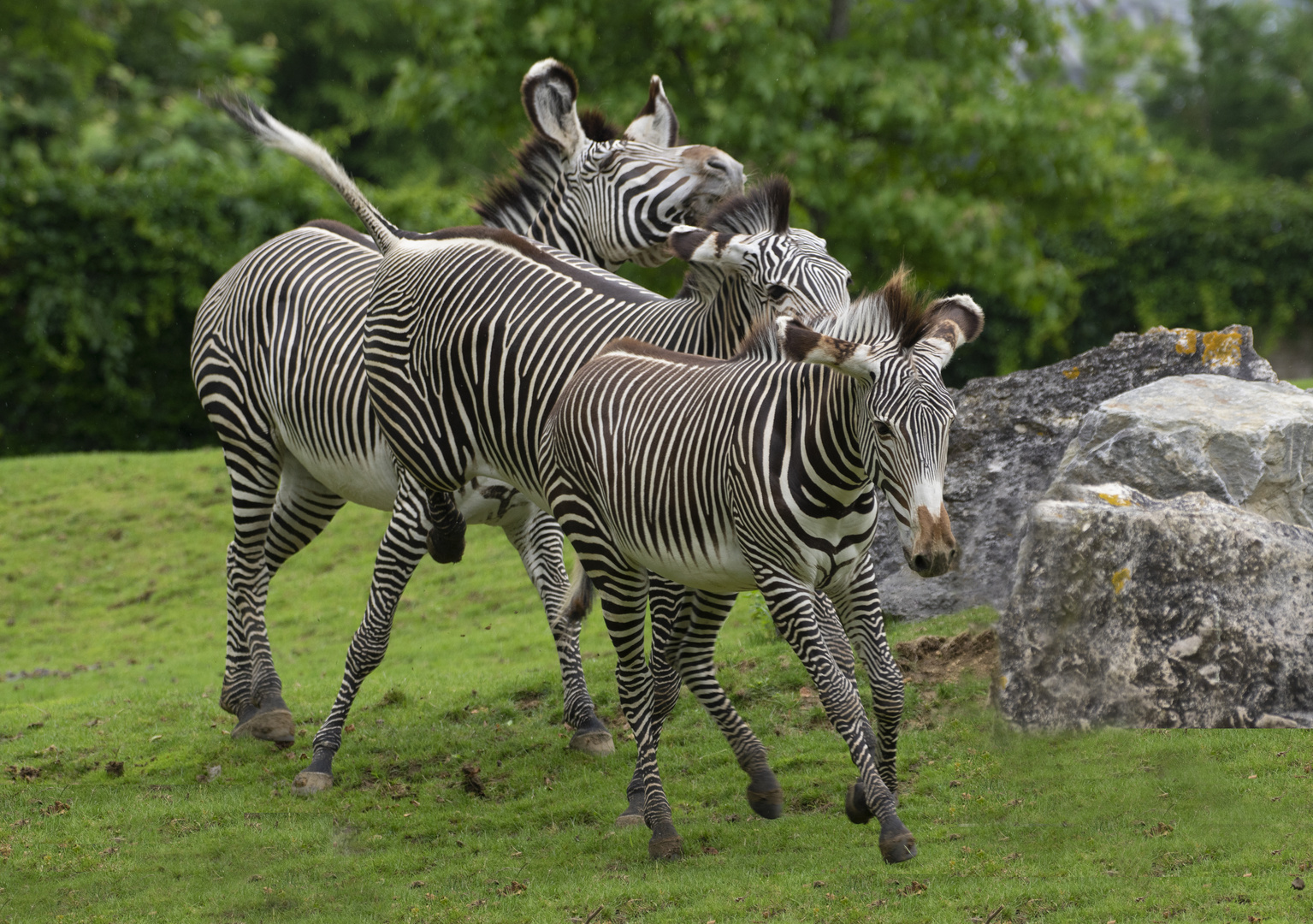 Galop à trois (Equus grevyi, zèbre de Grévy)