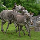 Galop à trois (Equus grevyi, zèbre de Grévy)