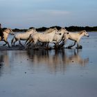 galop camarguais