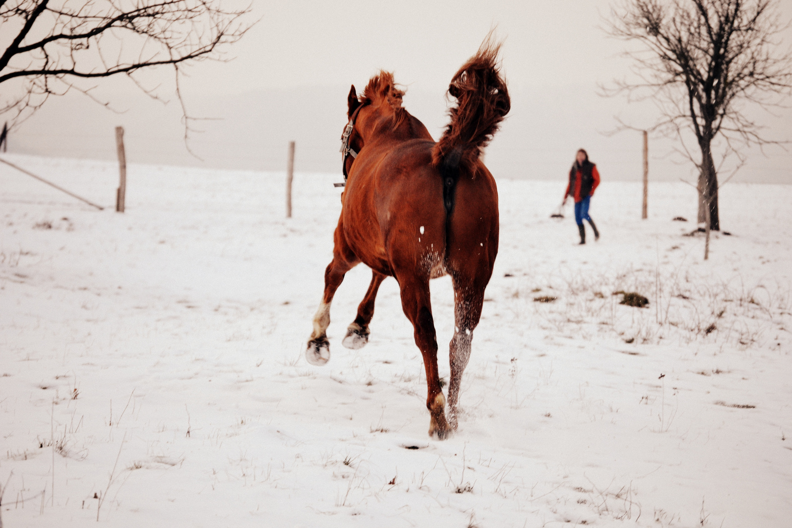 Galop dans la neige