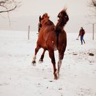 Galop dans la neige