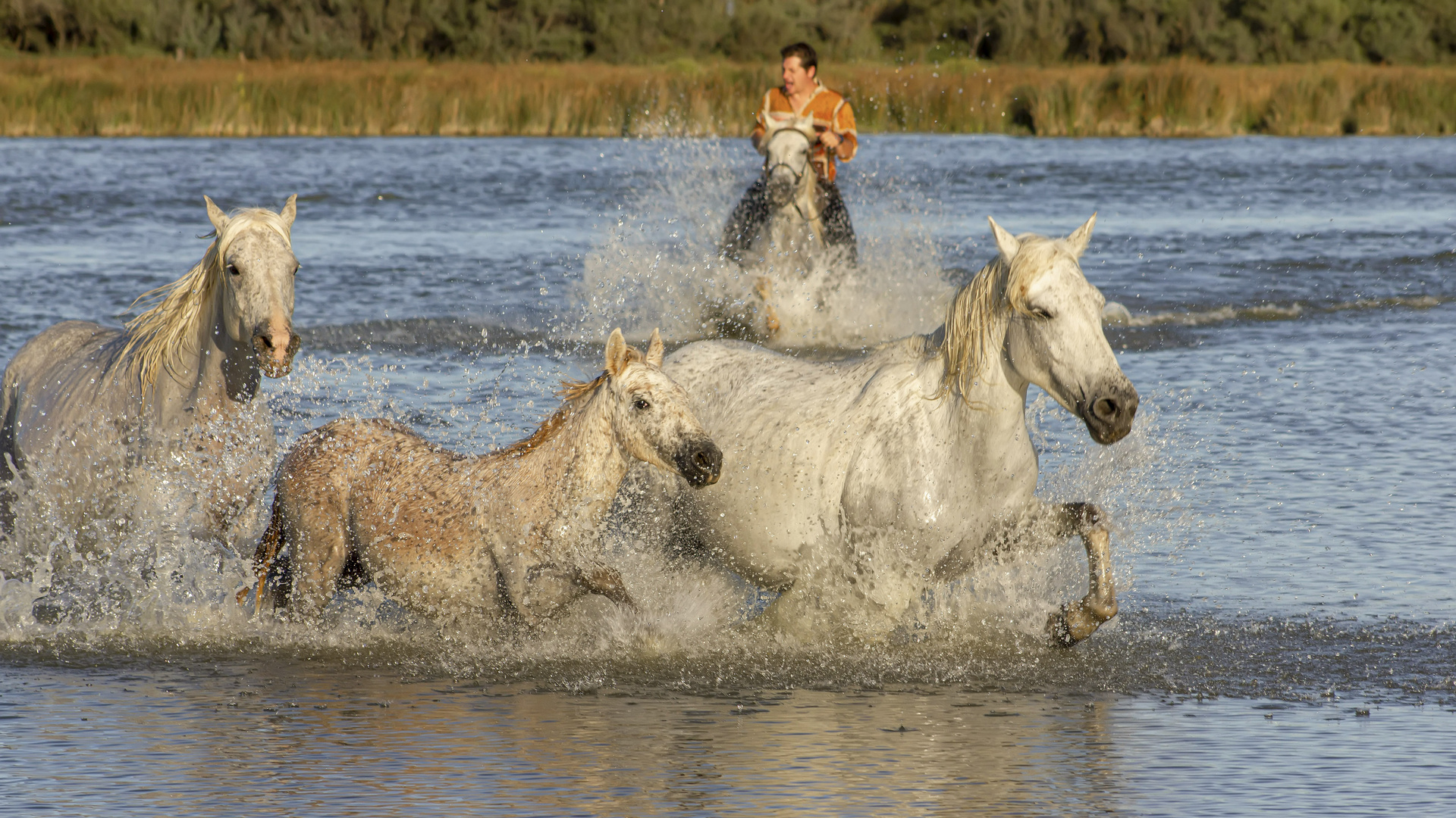 Galop dans l'étang