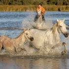 Galop dans l'étang