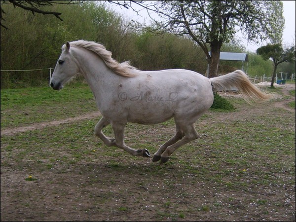 Galop la queue en panache