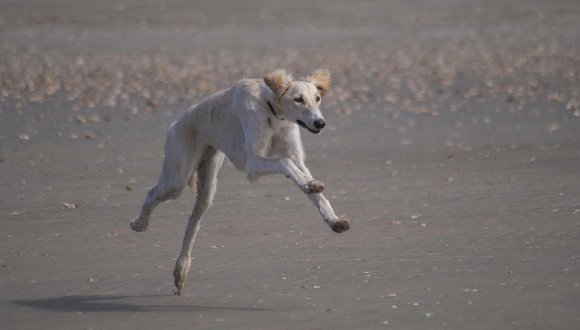 Galop sur la plage : suspension