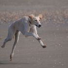 Galop sur la plage : suspension