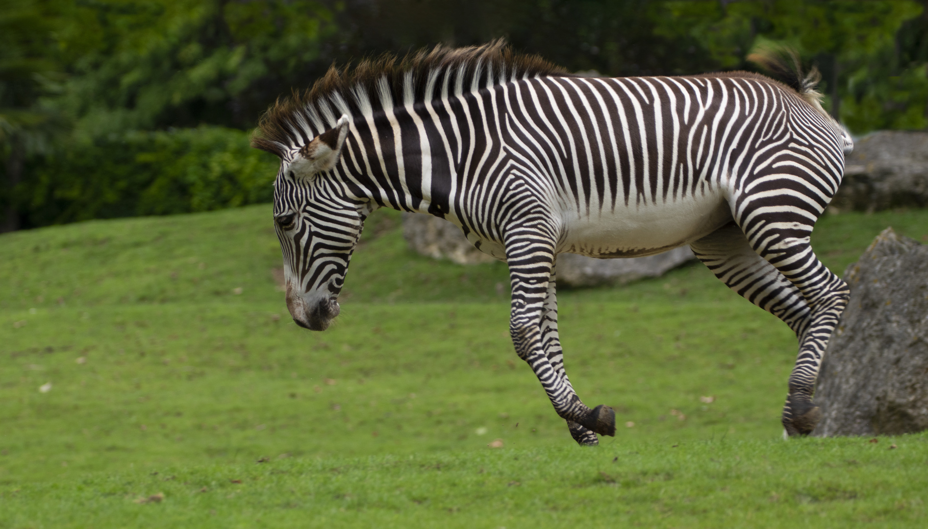 Galopade échevelée (Equus grevyi, zèbre de Grévy)