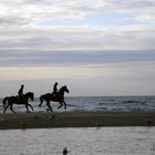 Galopp am Meer