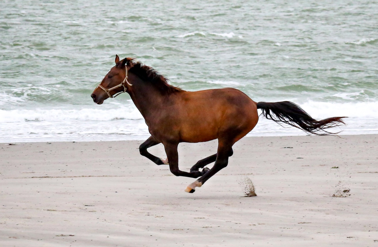 Galopp am Strand von Zeeland