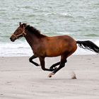 Galopp am Strand von Zeeland