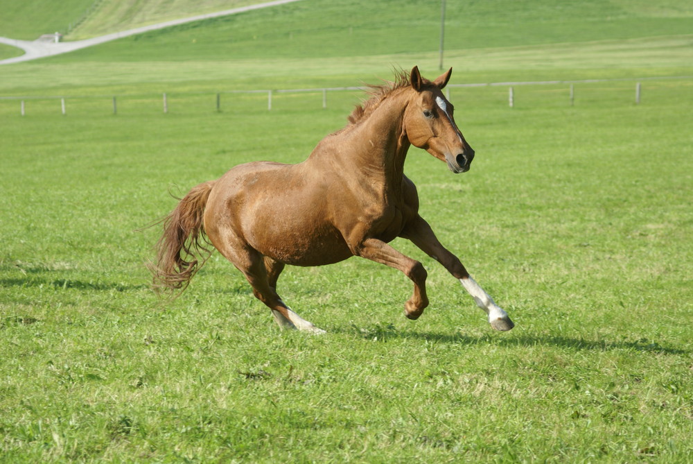 Galopp auf Weide