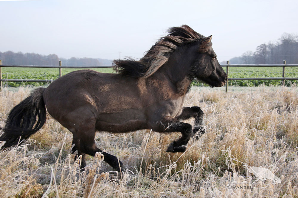 Galopp durch den Frost