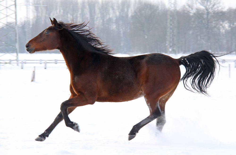 galopp geht auch...