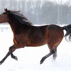 galopp geht auch...