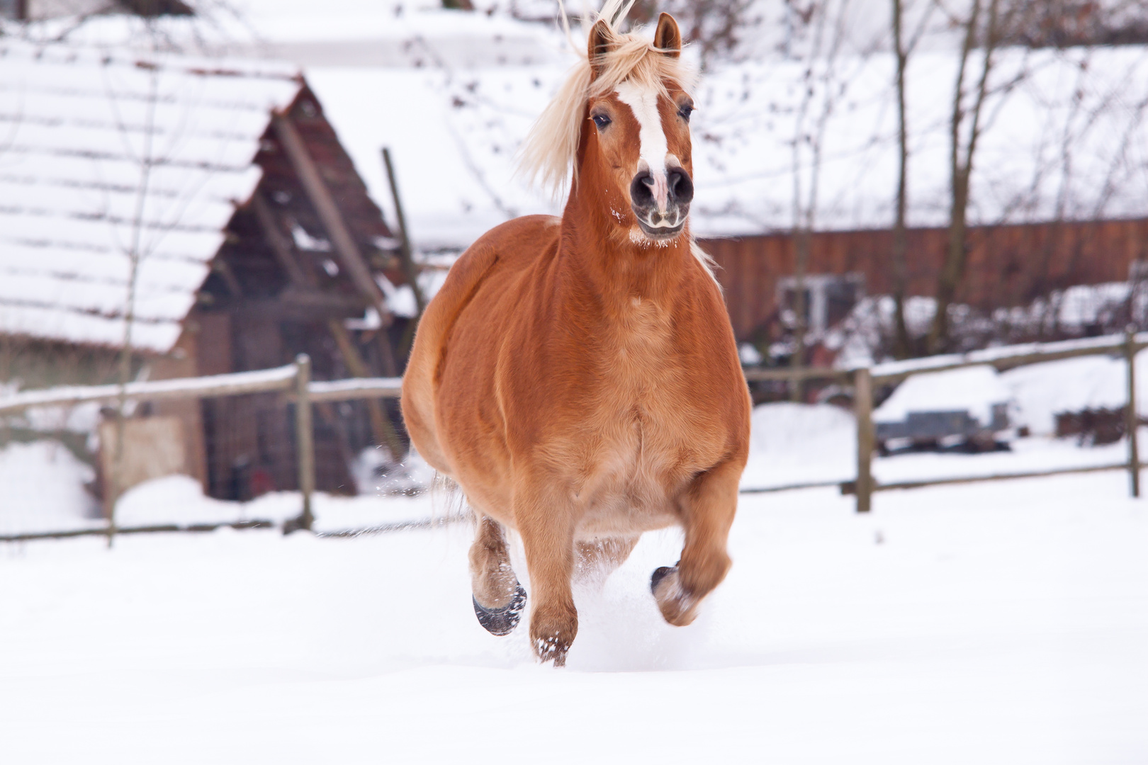 Galopp im Schnee