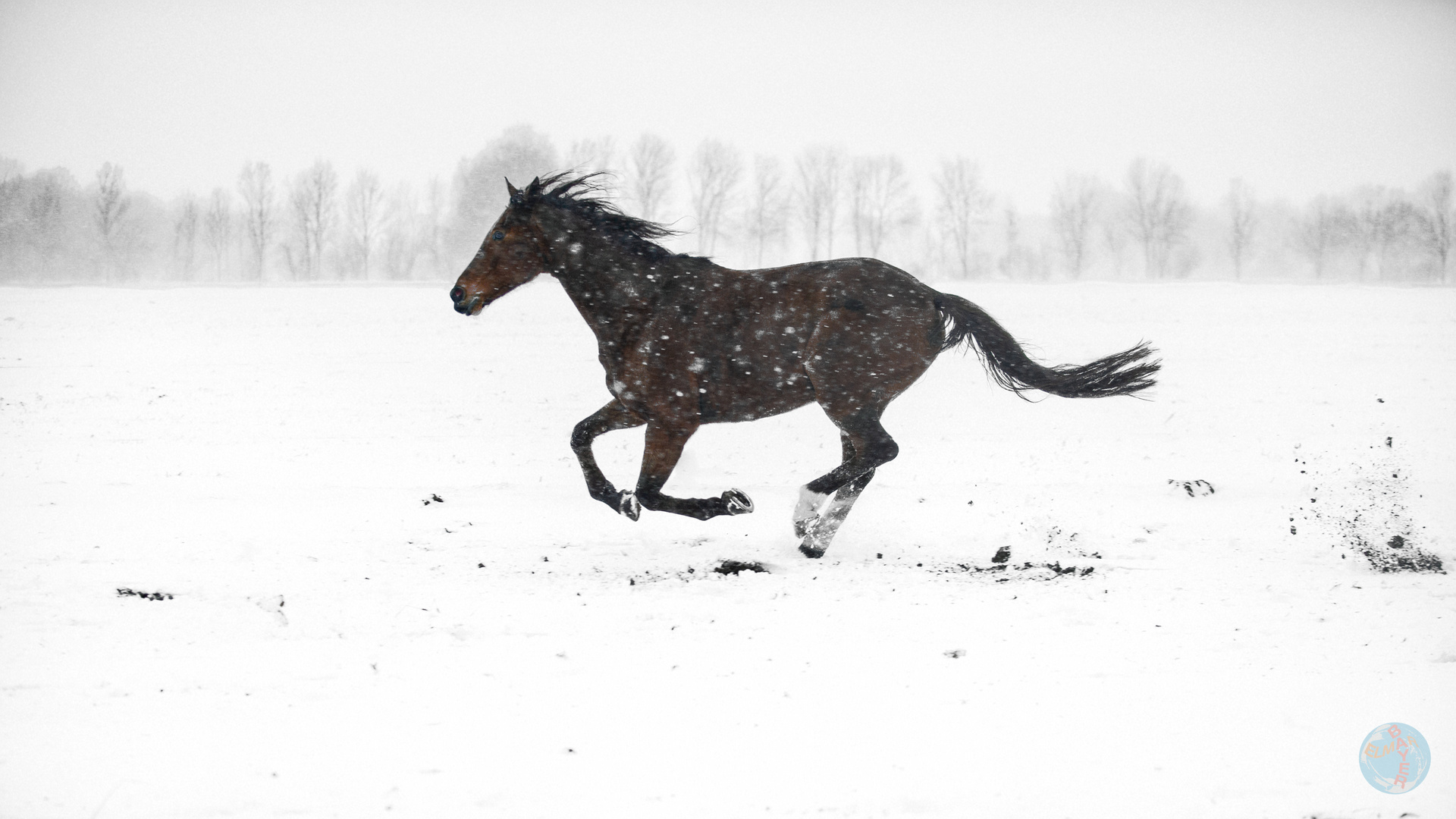 Galopp im Schnee